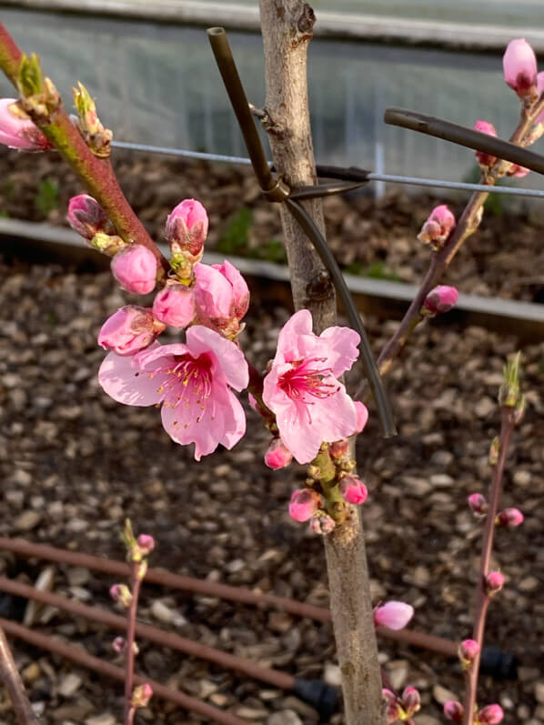 Floraison d'un pêcher, les jardins-potagers de Chambord en hiver dans le Domaine national de Chambord