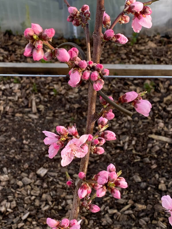 Floraison d'un pêcher, les jardins-potagers de Chambord en hiver dans le Domaine national de Chambord