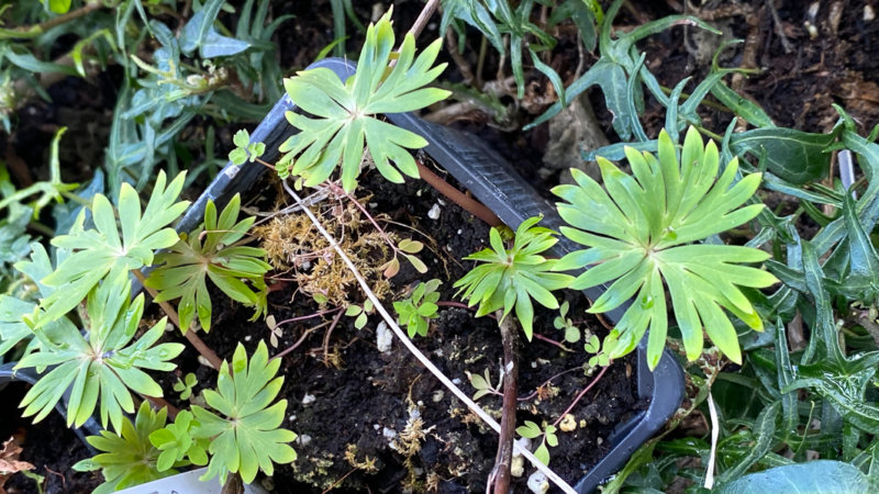 Aconitum zigzag var.ryohakuense sur mon balcon parisien en fin d'hiver, Paris 19e (75)