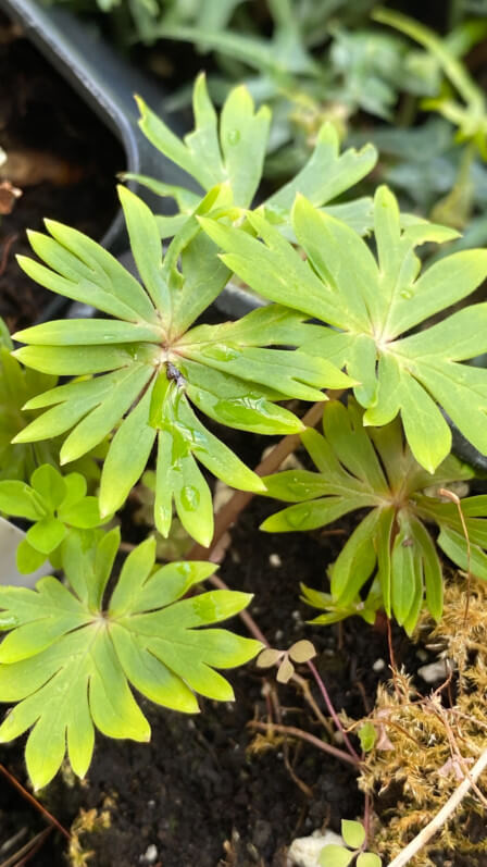 Aconitum zigzag var.ryohakuense sur mon balcon parisien en fin d'hiver, Paris 19e (75)