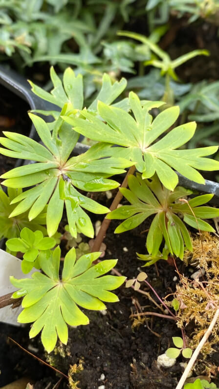 Aconitum zigzag var.ryohakuense sur mon balcon parisien en fin d'hiver, Paris 19e (75)