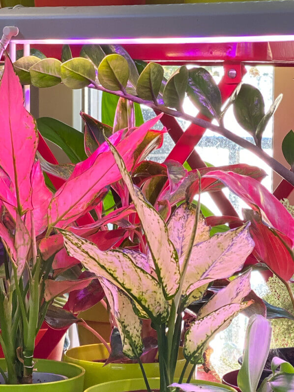 Aglaonemas sous éclairage artificiel, plante d'intérieur, Paris 19e (75)