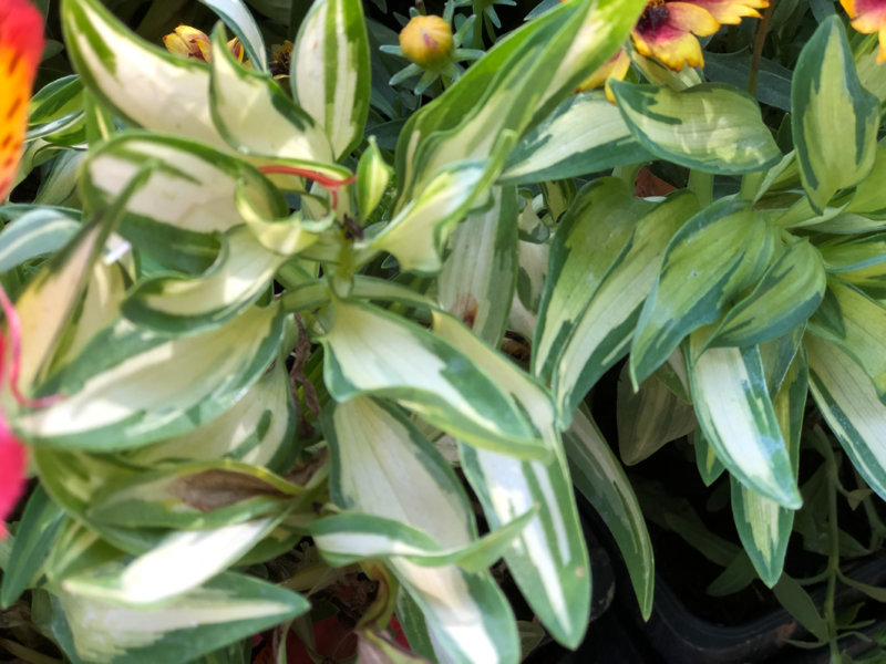 Alstroemeria 'Little Miss Zoé', La Folie des Plantes, parc du Grand Blottereau, Nantes (49)