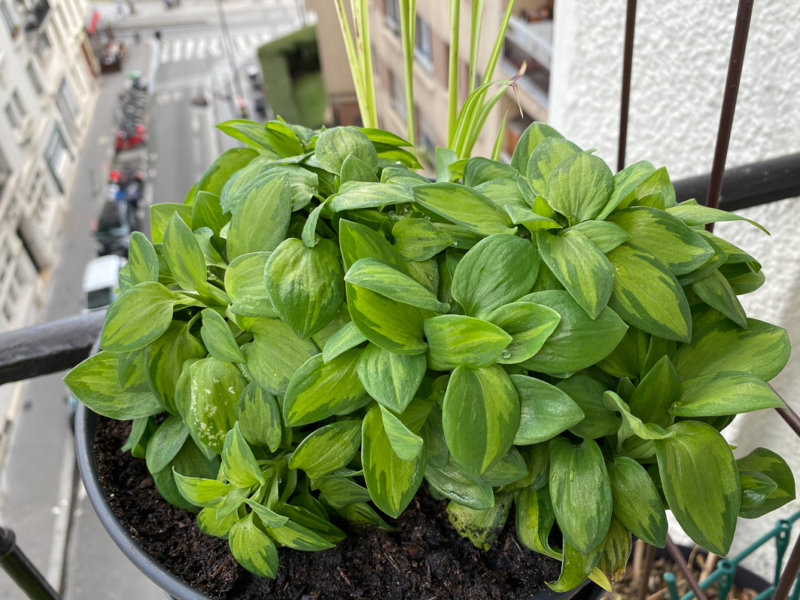 Alstroemeria 'Little Miss Zoé' sur mon balcon parisien en fin d'hiver, Paris 19e (75)