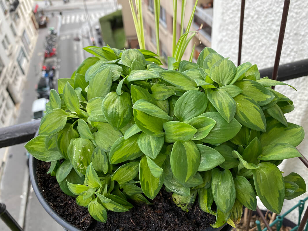 Lire la suite à propos de l’article Réveil précoce de mon pied d’Alstroemeria ‘Little Miss Zoe’