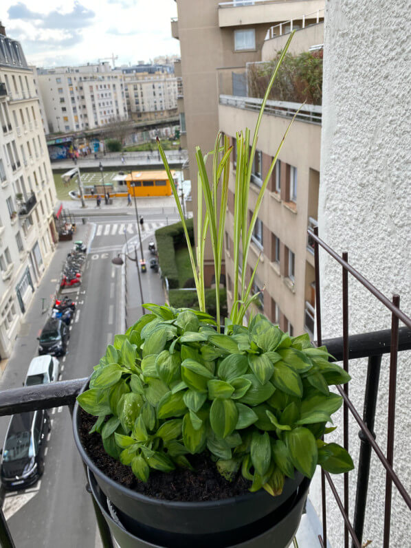 Alstroemeria 'Little Miss Zoé' sur mon balcon parisien en fin d'hiver, Paris 19e (75)