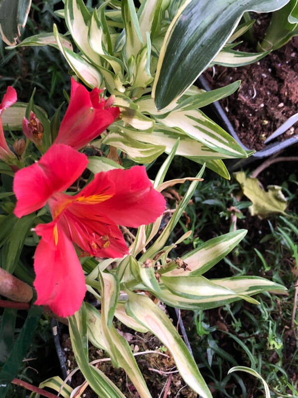 Alstroemeria 'Little Miss Zoé' en début d'automne sur mon balcon parisien, Paris 19e (75)