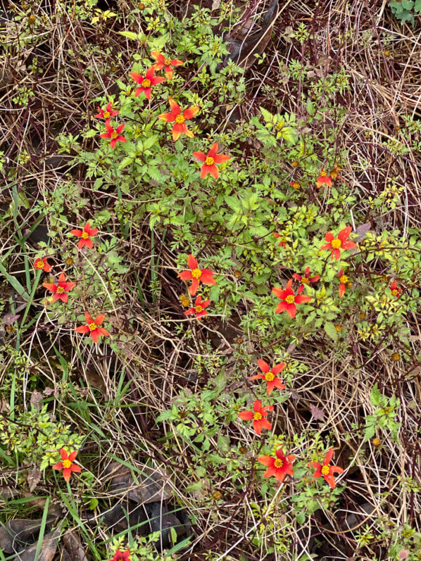 Bidens fleuri en hiver dans le parc de Passy, Paris 16e (75)