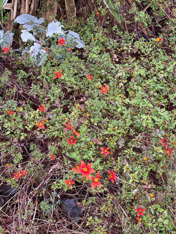 Bidens fleuri en hiver dans le parc de Passy, Paris 16e (75)