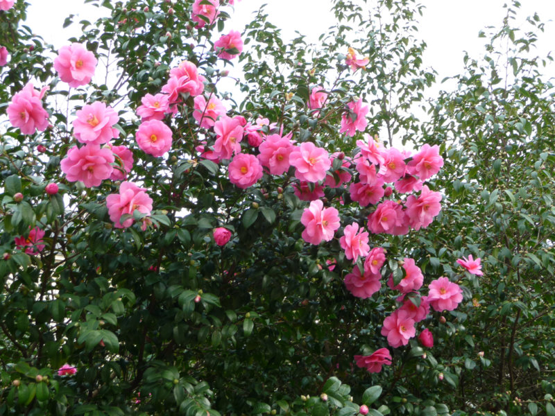 Camellia en plein floraison, square Édouard Vaillant, Paris 20e (75)