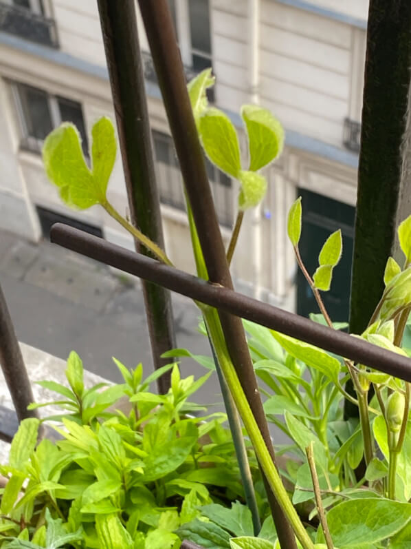 Clematis 'Blue River'® Zoblueriver en fin d'hiver sur mon balcon parisien, Paris 19e (75)