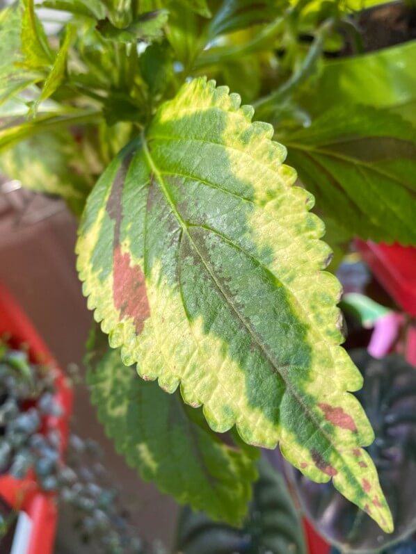 Coléus, Solenostemon 'Combat', plante d'intérieur, Paris 19e (75)