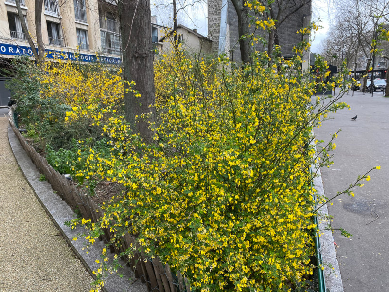 Coronille arbustive (Coronilla glauca), avenue Jean Jaurès, Paris 19e (75)