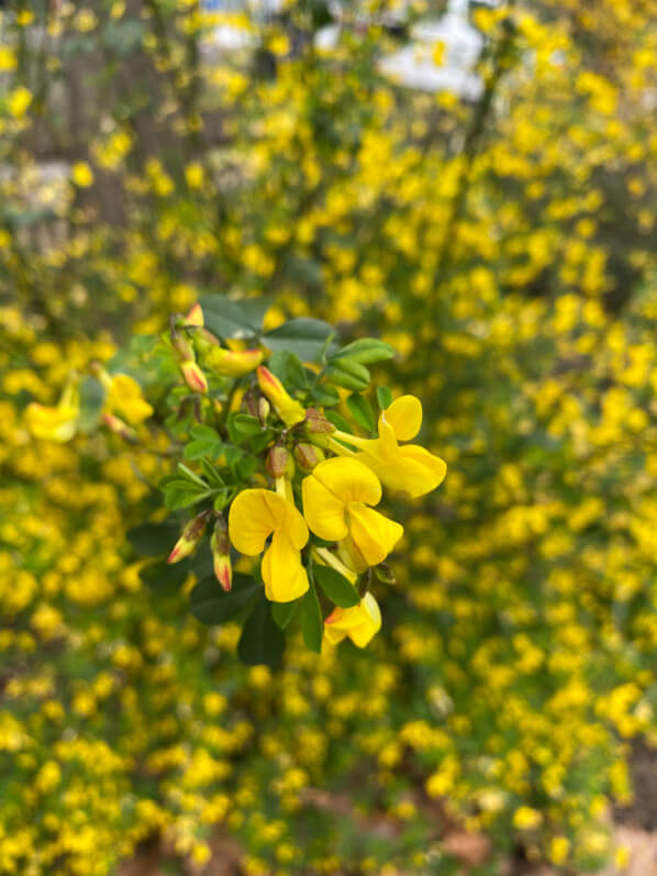 Coronille arbustive (Coronilla glauca), avenue Jean Jaurès, Paris 19e (75)