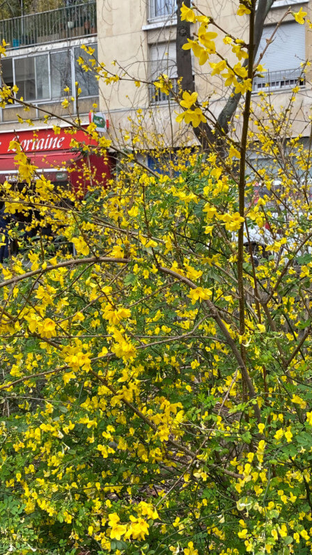 Coronille arbustive (Coronilla glauca), avenue Jean Jaurès, Paris 19e (75)