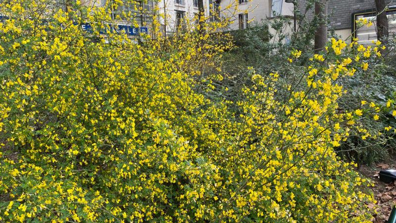 Coronille arbustive (Coronilla glauca), avenue Jean Jaurès, Paris 19e (75)
