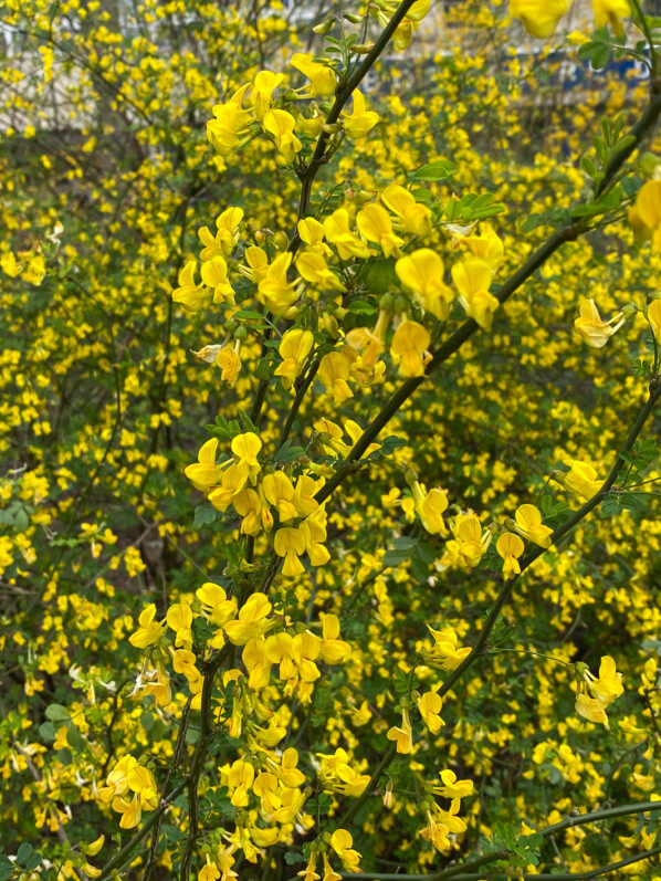 Coronille arbustive (Coronilla glauca), avenue Jean Jaurès, Paris 19e (75)