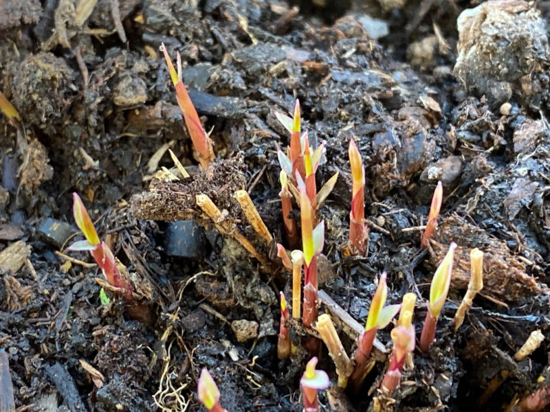 Hakonechloa macra, plante vivace, sur mon balcon parisien en fin d'hiver, Paris 19e (75)