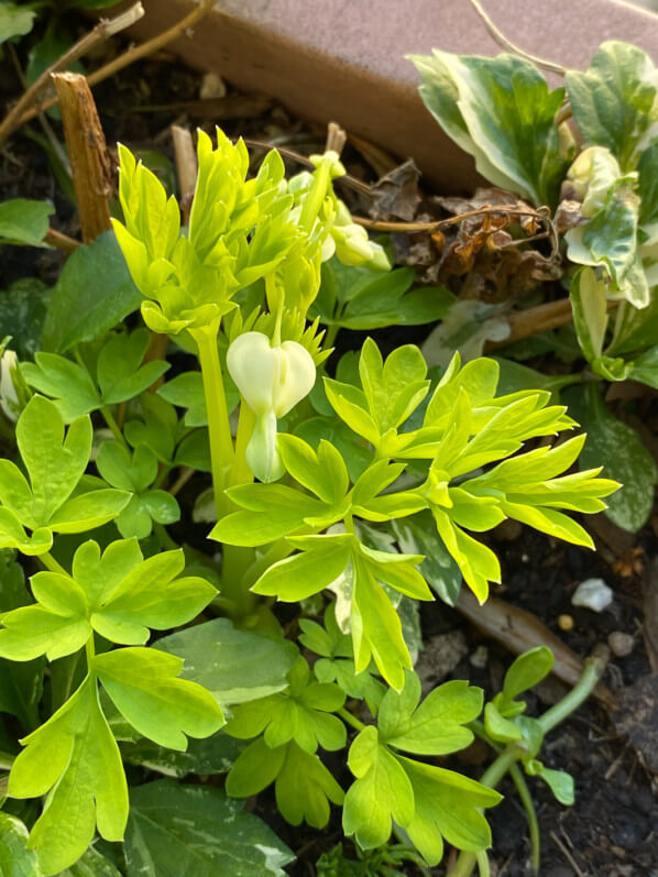 Nouvelle pousse et premier bouton floral du coeur-de-Marie, Lamprocapnos spectabilis 'White Gold', en fin d'hiver sur mon balcon parisien, Paris 19e (75)