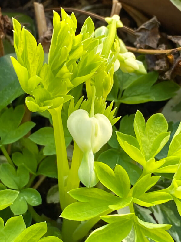 Nouvelle pousse et premier bouton floral du coeur-de-Marie, Lamprocapnos spectabilis 'White Gold', en fin d'hiver sur mon balcon parisien, Paris 19e (75)