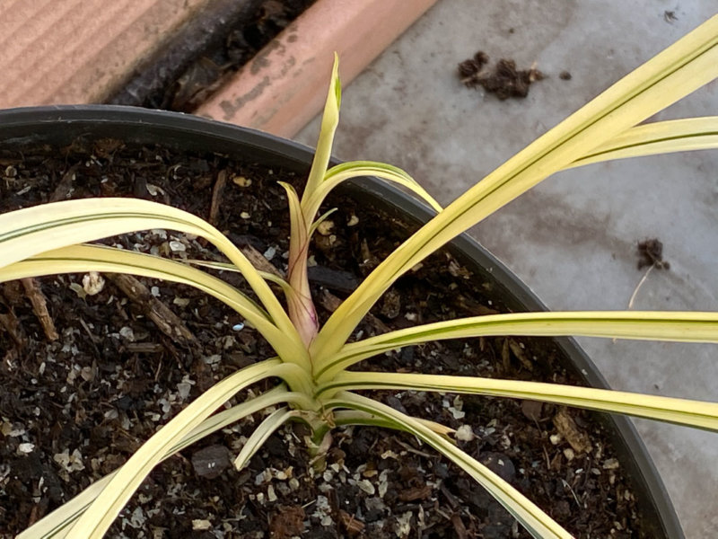 Reineckea carnea 'Variegata' au début du printemps sur mon balcon parisien, Paris 19e (75)