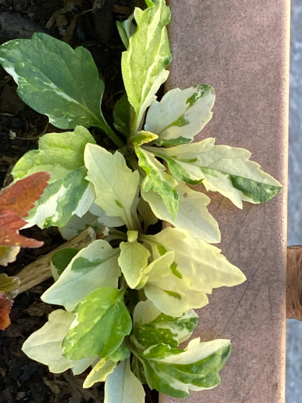 Nouvelles feuilles de l'Aster ovatus 'Hakikomi Fu' en fin d'hiver sur mon balcon parisien, Paris 19e (75)