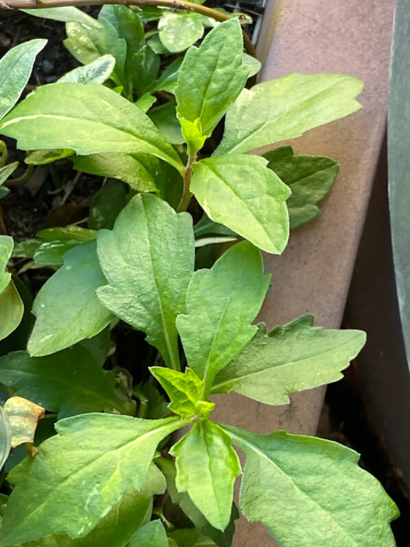 Nouvelles feuilles de l'Aster ovatus 'Hakikomi Fu' en fin d'hiver sur mon balcon parisien, Paris 19e (75)