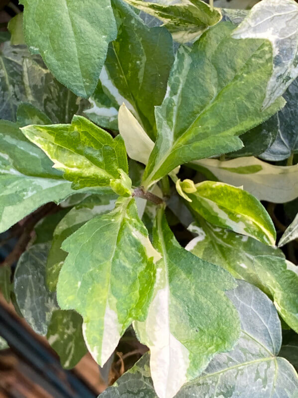 Nouvelles feuilles de l'Aster ovatus 'Hakikomi Fu' en fin d'hiver sur mon balcon parisien, Paris 19e (75)