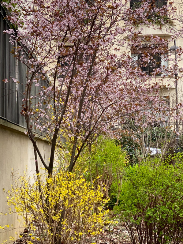 Prunus et Forsythia en hiver dans le parc de Passy, Paris 16e (75)