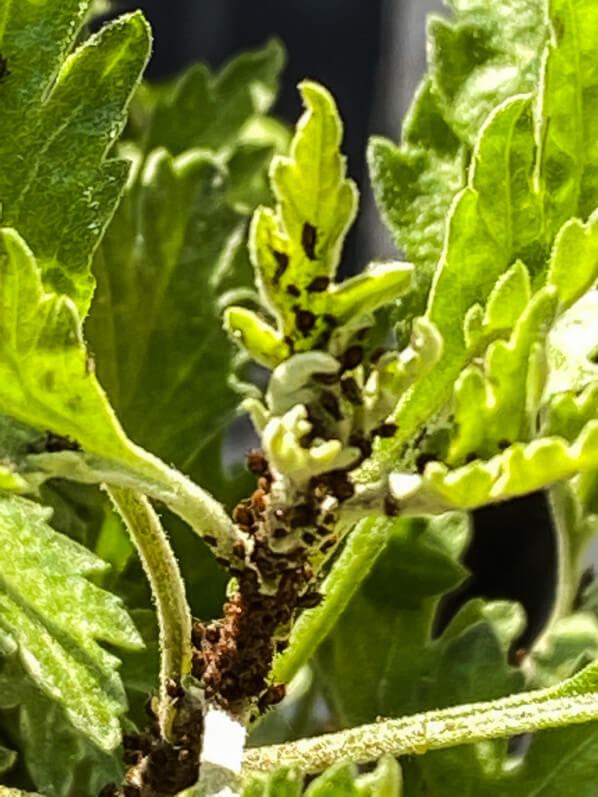 Pucerons noirs sur Chrysanthemum 'Goshoma Haru', sur mon balcon parisien en fin d'hiver, Paris 19e (75)