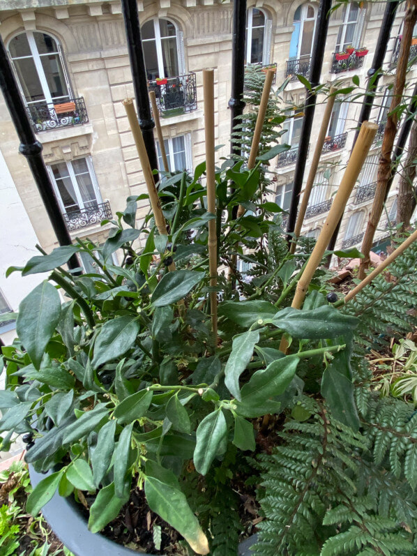 Sarcococca taillé sur mon balcon parisien en fin d'hiver, Paris 19e (75), 7 mars 2020, photo Alain Delavie