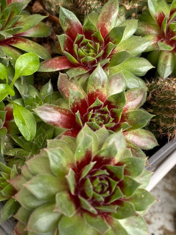 Rosette rougissante de Sempervivum 'Pacific Blazing Star' sur mon balcon parisien en fin d'hiver, Paris 19e (75)