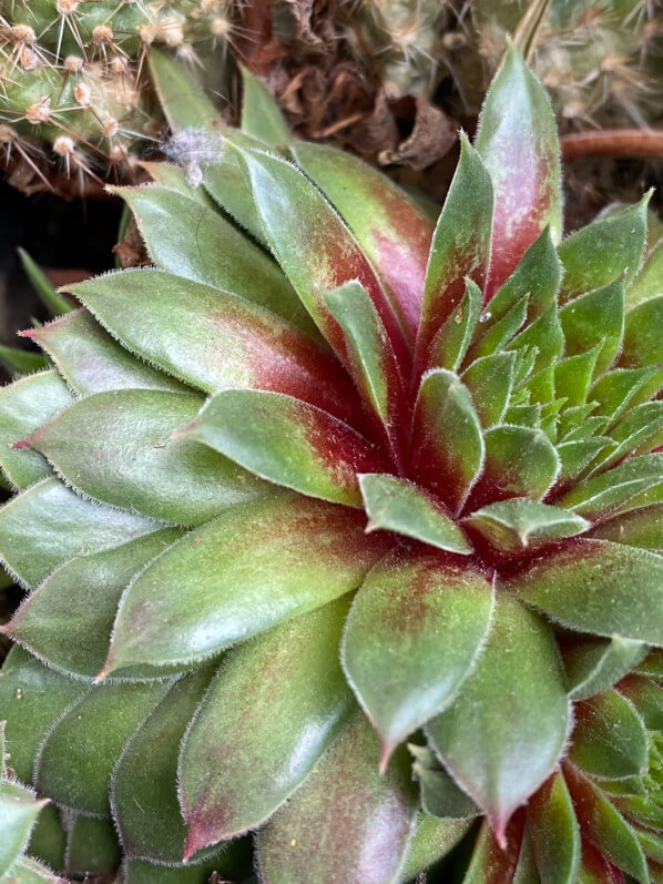 Rosette rougissante de Sempervivum 'Pacific Blazing Star' sur mon balcon parisien en fin d'hiver, Paris 19e (75)