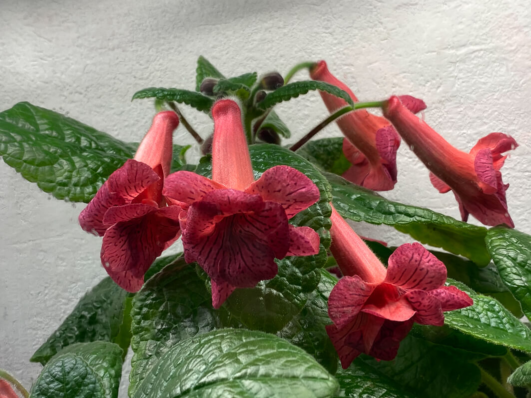 Lire la suite à propos de l’article Belle floraison de mon Sinningia ‘EW’s Happiness’