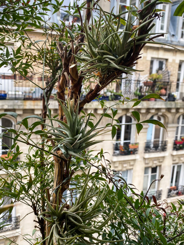 Tillandsias suspendus dans un Nandina sur mon balcon parisien en fin d'hiver, Paris 19e (75)