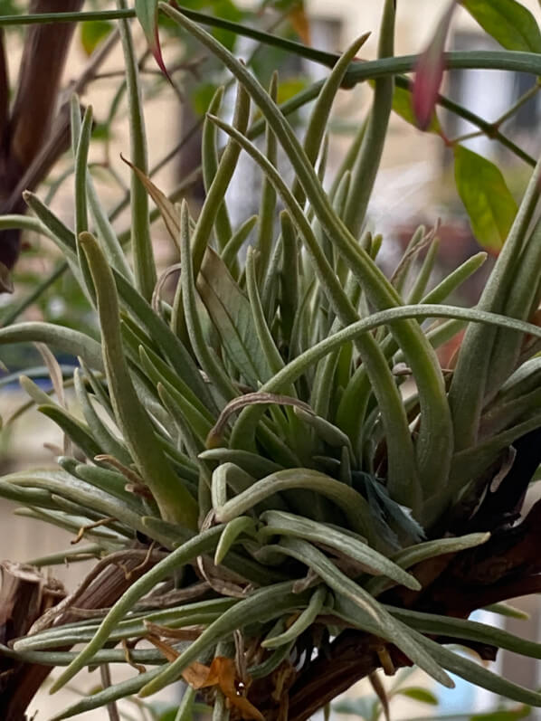 Tillandsia albertiana suspendu dans un Nandina sur mon balcon parisien en fin d'hiver, Paris 19e (75)