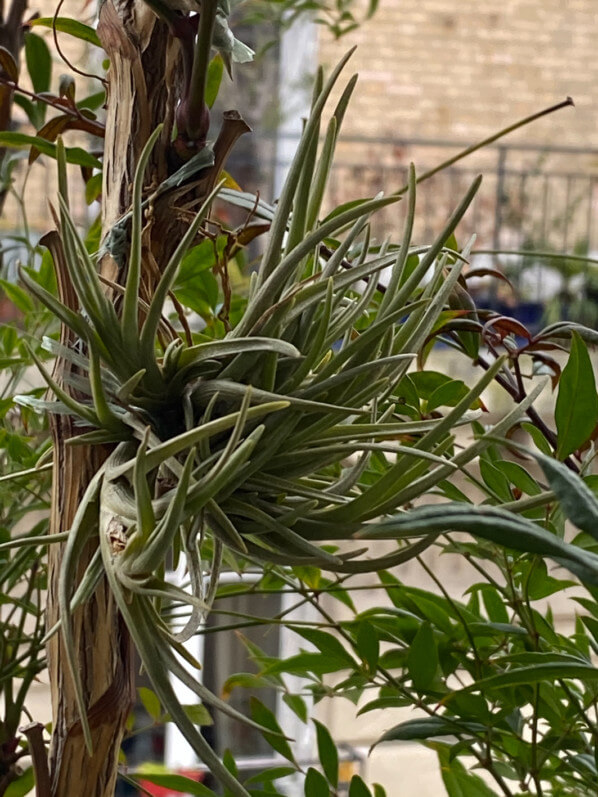 Tillandsia albertiana suspendu dans un Nandina sur mon balcon parisien en fin d'hiver, Paris 19e (75)