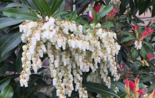 Panicule de fleurs de l'andromède du Japon, Pieris japonica 'Forest Flame', Jardin des Plantes, Paris 5e (75)