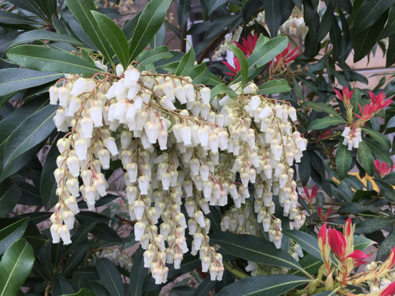 Panicule de fleurs de l'andromède du Japon, Pieris japonica 'Forest Flame', Jardin des Plantes, Paris 5e (75)