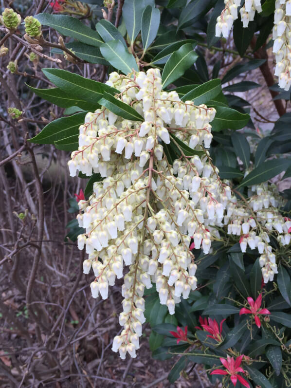 Panicule de fleurs de l'andromède du Japon, Pieris japonica 'Forest Flame', Jardin des Plantes, Paris 5e (75)