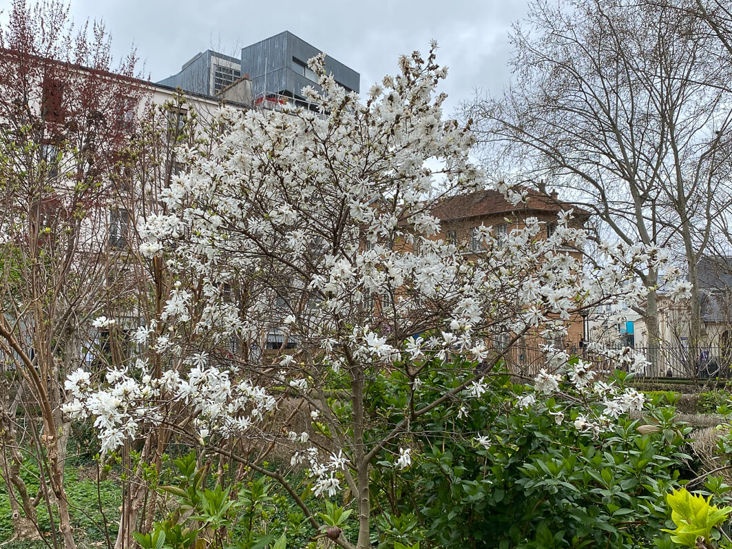 Magnolia fleuri en fin d'hiver dans le square Louis Majorelle, Paris 11e (75)