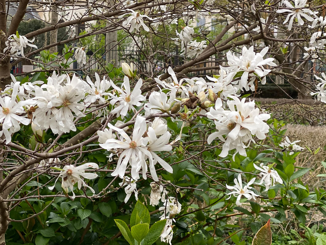 Magnolia fleuri en fin d'hiver dans le square Louis Majorelle, Paris 11e (75)