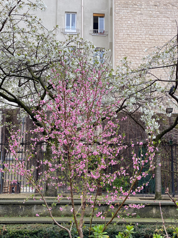 Pêcher en fleur en fin d'hiver dans le square Louis Majorelle, Paris 11e (75)