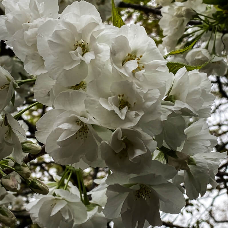 Cerisier d'ornement en fleur en fin d'hiver dans le square Louis Majorelle, Paris 11e (75)