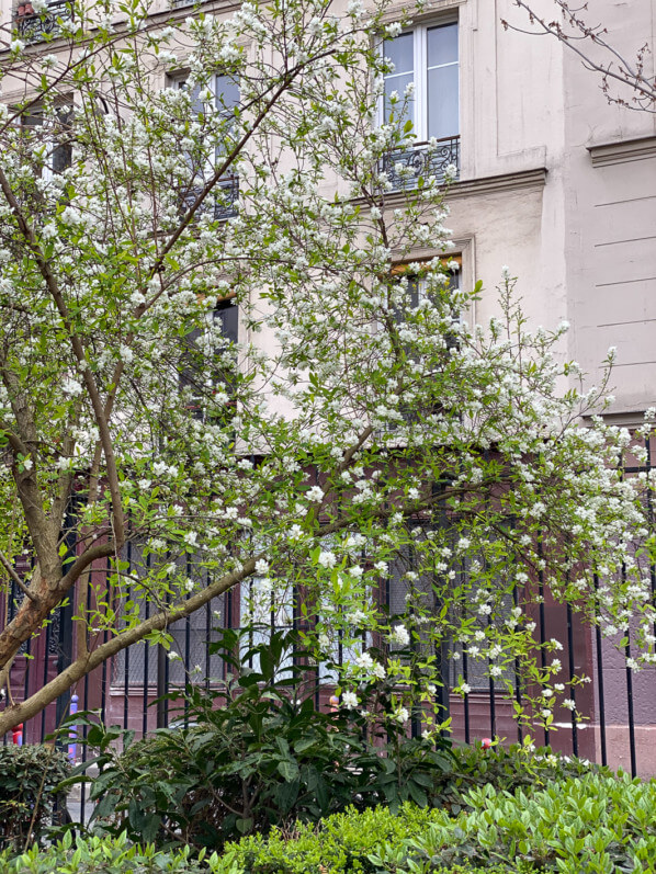 Prunus en fleur en fin d'hiver dans le square Louis Majorelle, Paris 11e (75)