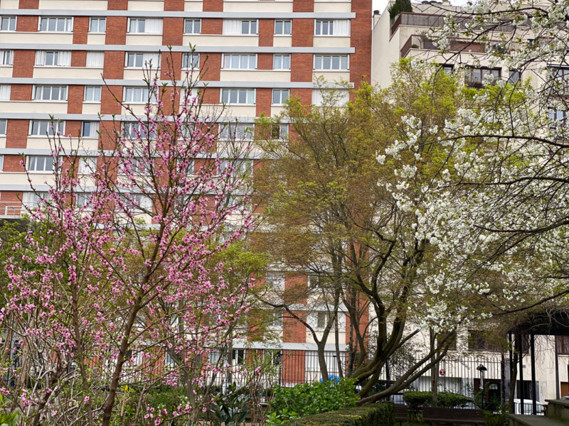 Pêcher et cerisier en fleur en fin d'hiver dans le square Louis Majorelle, Paris 11e (75)