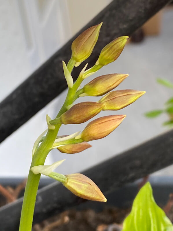 Boutons floraux de calanthe, orchidée terrestre rustique, en fin d'hiver sur mon balcon parisien, Paris 19e (75)