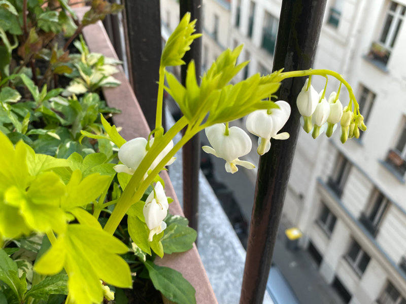 Lamprocapnos spectabilis 'White Gold' au début du printemps sur mon balcon parisien, Paris 19e (75)