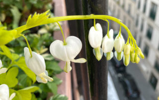 Lamprocapnos spectabilis 'White Gold' au début du printemps sur mon balcon parisien, Paris 19e (75)