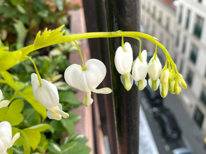 Lamprocapnos spectabilis 'White Gold' au début du printemps sur mon balcon parisien, Paris 19e (75)